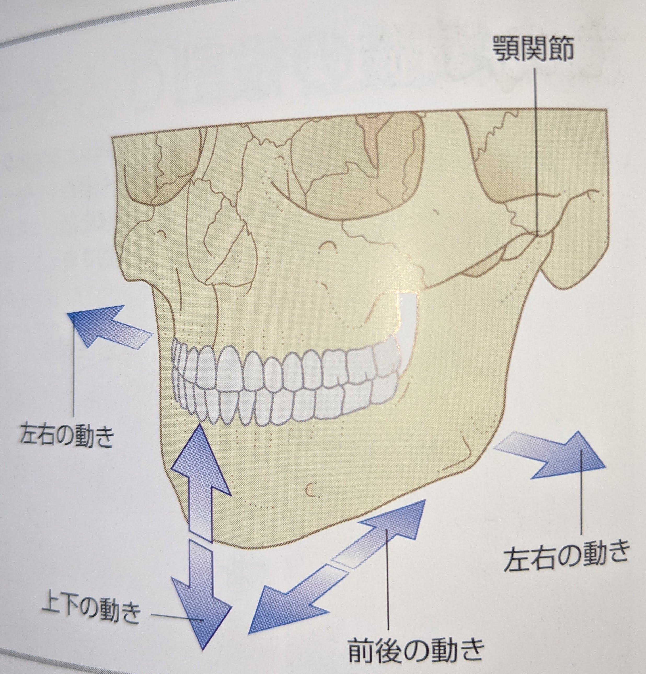 顎関節